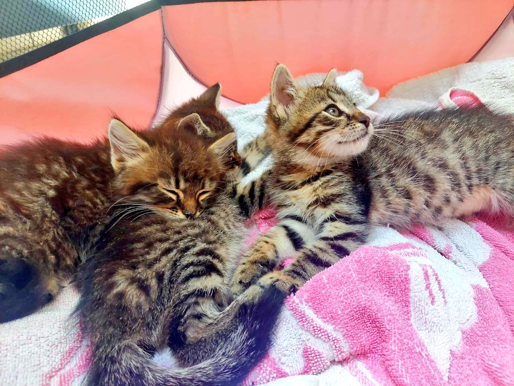 Na zbiórce 0 zł 💔 

Proszę pomóżcie kociakom wyrzuconym do rowu...

ratujemyzwierzaki.pl/3-kocieta-feli…