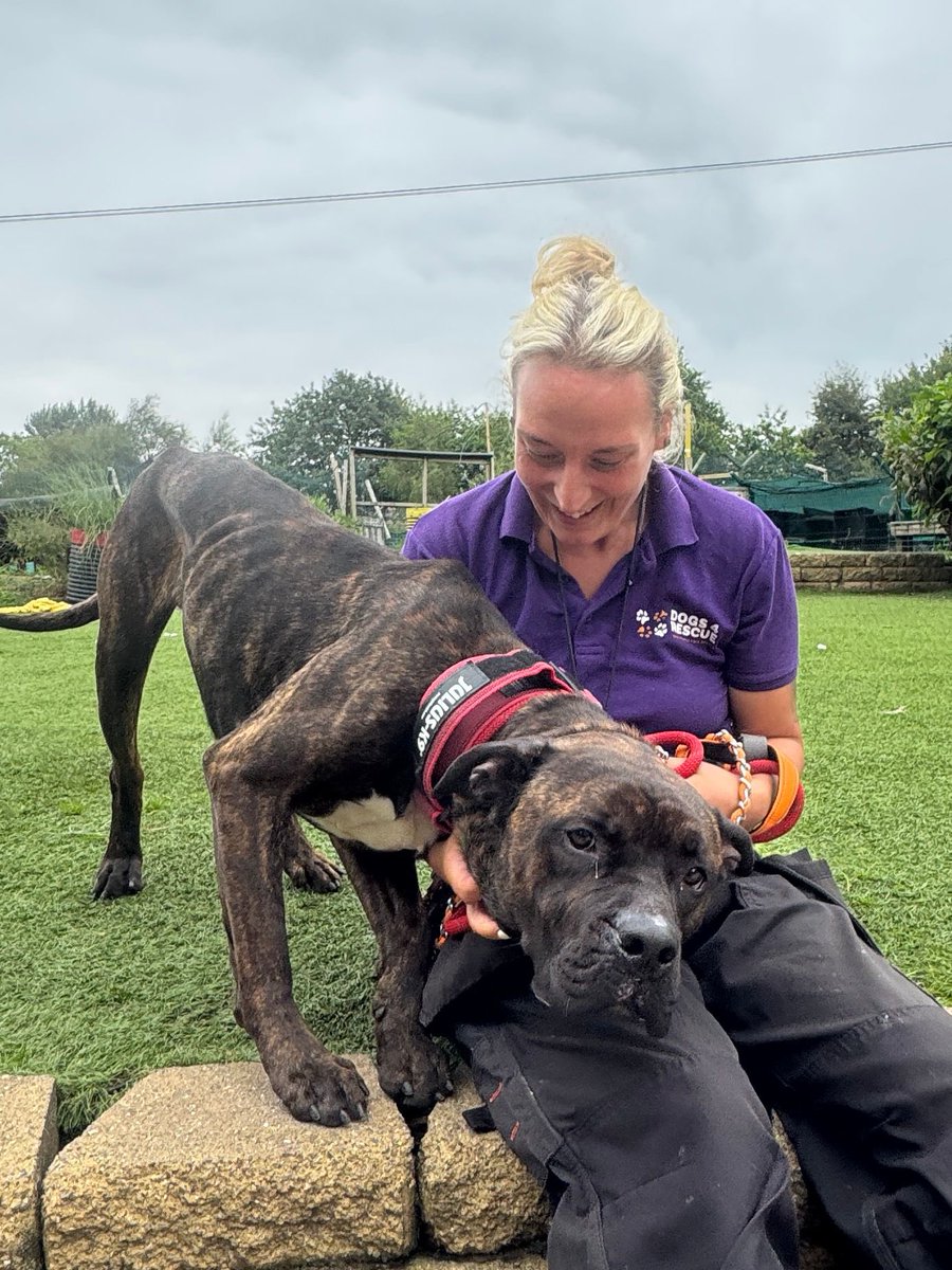 Dogs4Rescue's tweet image. Pls give the biggest welcome to special boy Smokey 😍 He’s a sweet lad with goofball expressions who wants to belong.
He’s done really well meeting the team and settling in - we’re giving him a little time to relax as he was a bit worried in the scary pound.
Thank you all for…