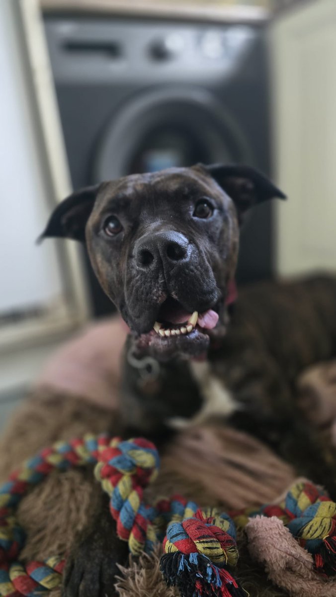 Dogs4Rescue's tweet image. Pls give the biggest welcome to special boy Smokey 😍 He’s a sweet lad with goofball expressions who wants to belong.
He’s done really well meeting the team and settling in - we’re giving him a little time to relax as he was a bit worried in the scary pound.
Thank you all for…