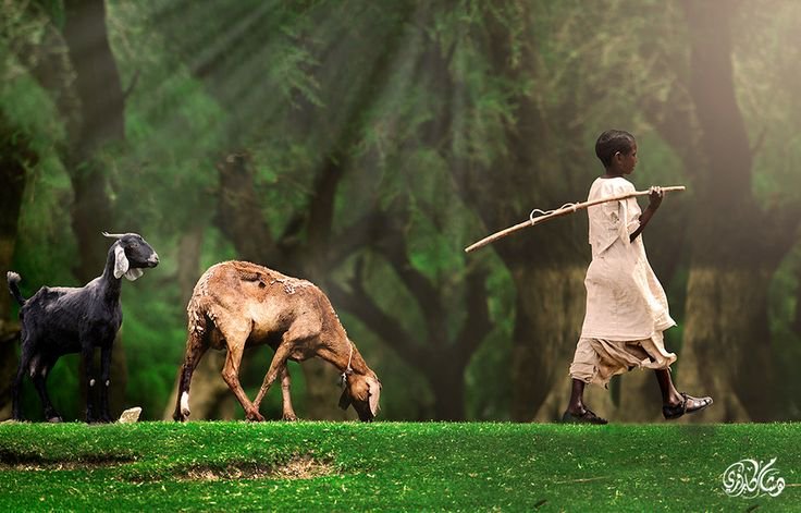 SudaneseCulture's tweet image. A Shepherd Boy and Flock - Sudan.
#SudaneseCulture #ثقافة_سودانية
📷 Hisham Karouri