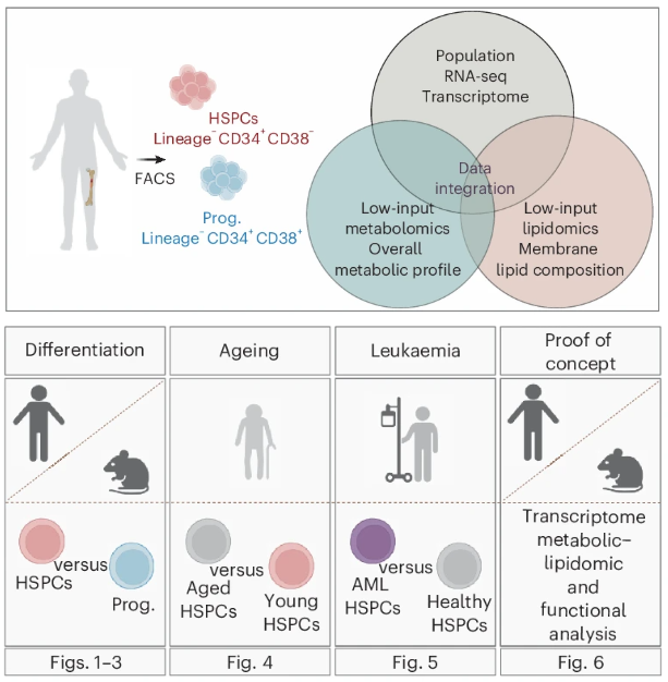 Stem Cell Podcast (@stemcellpodcast) on Twitter photo This week: the #metabolomics of HSPCs!
A new <a href="/NatureCellBio/">Nature Cell Biology</a> study from <a href="/Marialena_L/">Marialena Lalioti</a>, <a href="/MCRomeroMulero/">Mari Carmen Romero-Mulero</a>, Joerg Buescher, and <a href="/Nina_CabezasW/">Nina Cabezas-Wallscheid</a> identifies metabolic changes that occur with differentiation, aging, and #AML.
📝- go.nature.com/4kOZVLX
🎧- bit.ly/44YrzjU This week: the #metabolomics of HSPCs!
A new <a href="/NatureCellBio/">Nature Cell Biology</a> study from <a href="/Marialena_L/">Marialena Lalioti</a>, <a href="/MCRomeroMulero/">Mari Carmen Romero-Mulero</a>, Joerg Buescher, and <a href="/Nina_CabezasW/">Nina Cabezas-Wallscheid</a> identifies metabolic changes that occur with differentiation, aging, and #AML.
📝- go.nature.com/4kOZVLX
🎧- bit.ly/44YrzjU
