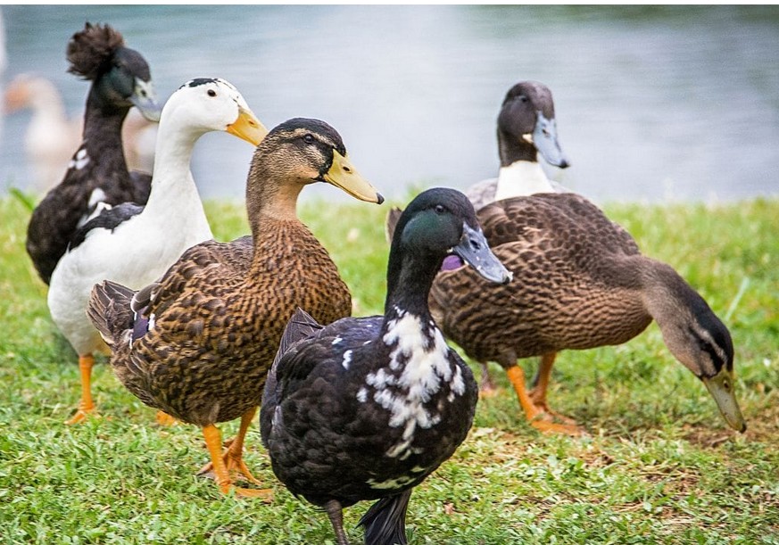 greg_folkers's tweet image. bioRxiv: The role of ducks in detecting Highly Pathogenic Avian Influenza in small-scale backyard poultry farms
Steven Xingyu Wu et al.
#h5n1
bit.ly/3TXYaBi