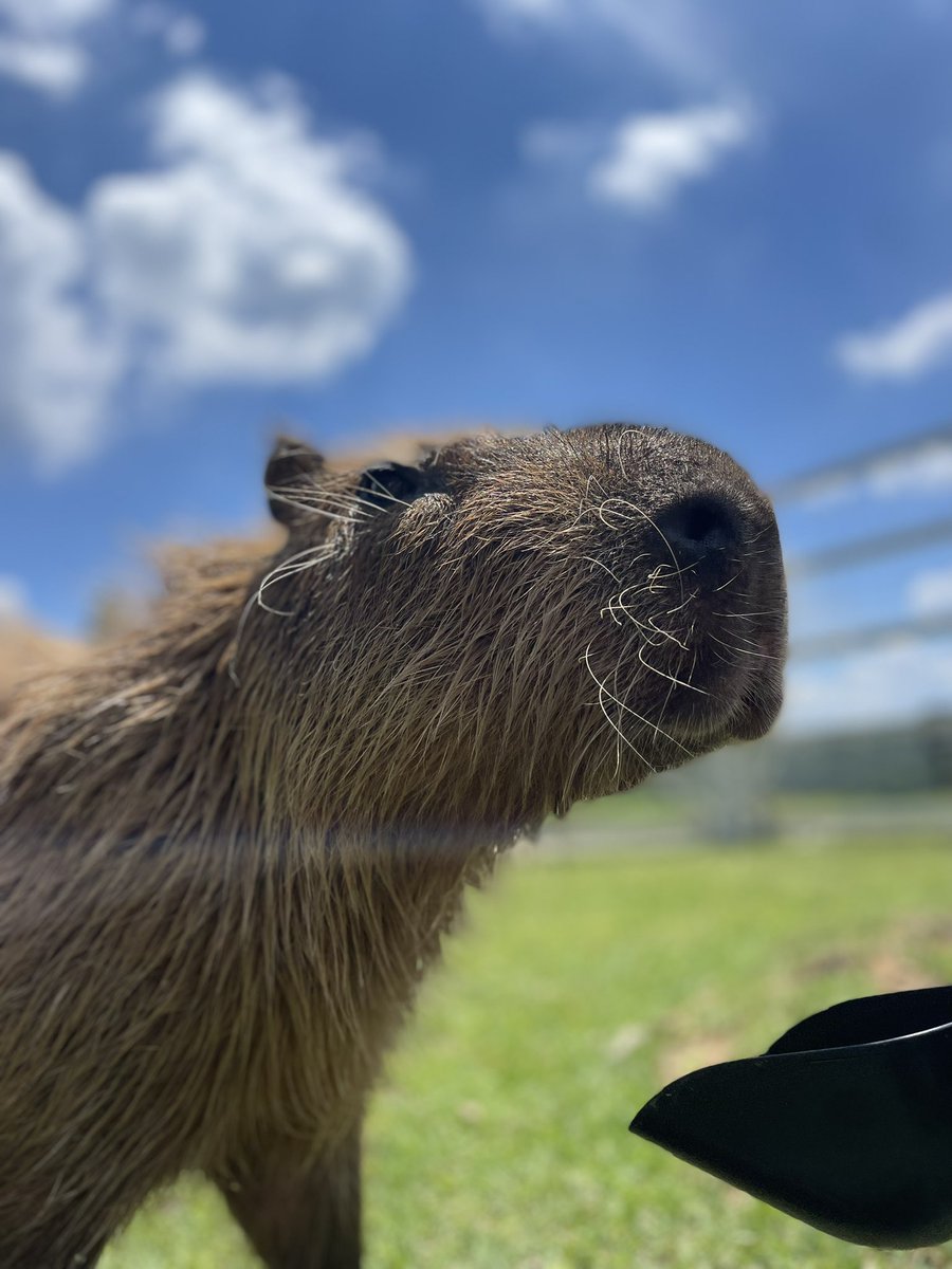 capybara5179's tweet image. カピバラのイベントするよー!
岡山フォレストパークドイツの森だよー!
9月27日、28日だよー!
#カピバラ
#capybara
#岡山フォレストパークドイツの森
#水豚
#卡皮巴拉
#イベント
#赤磐市