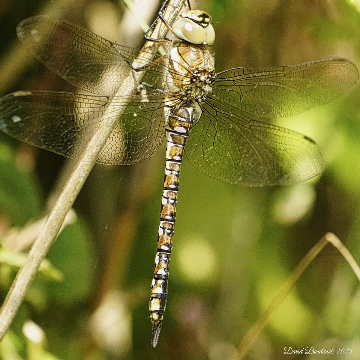 David Borderick (@daveborderick) on Twitter photo Migrant Hawker Dragonfly at RSPB Minsmere this morning <a href="/RSPBMinsmere/">RSPB Minsmere π</a> <a href="/RSPBEngland/">RSPB England</a> <a href="/Natures_Voice/">RSPB</a> <a href="/BDSdragonflies/">British Dragonfly Society</a> Migrant Hawker Dragonfly at RSPB Minsmere this morning <a href="/RSPBMinsmere/">RSPB Minsmere π</a> <a href="/RSPBEngland/">RSPB England</a> <a href="/Natures_Voice/">RSPB</a> <a href="/BDSdragonflies/">British Dragonfly Society</a>
