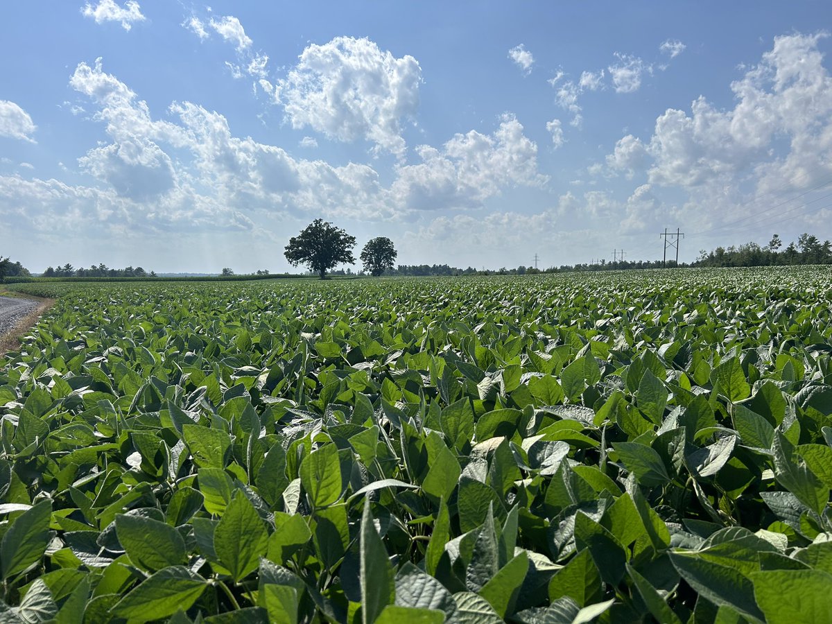 It’s official, DKB08-80s are thriving in McNab/Braeside! 

During this time of the season, you’ll be able to spot millions of white flowers growing at each node. Gorgeous fields like this get us excited for the future of this bean!