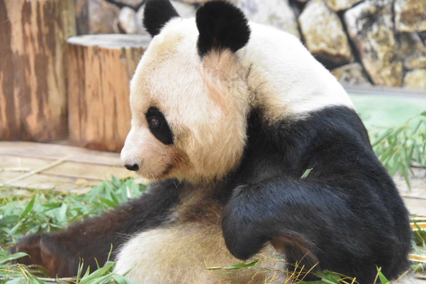 くましゃん、落花生人(毛はえちゃった)、へびしゃんぽしぇっと Pandaism on X: 
