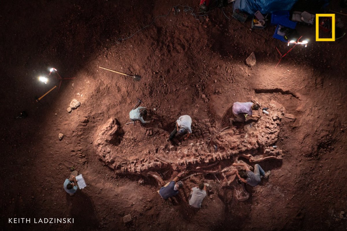 NatGeo's tweet image. The Sahara desert is well-known for its harsh climate, but it's also home to incredibly rich deposits of dinosaur fossils. However, getting those fossils out of the ground in this environment isn't easy. Learn more about this difficult excavation: on.natgeo.com/3TXEJIM