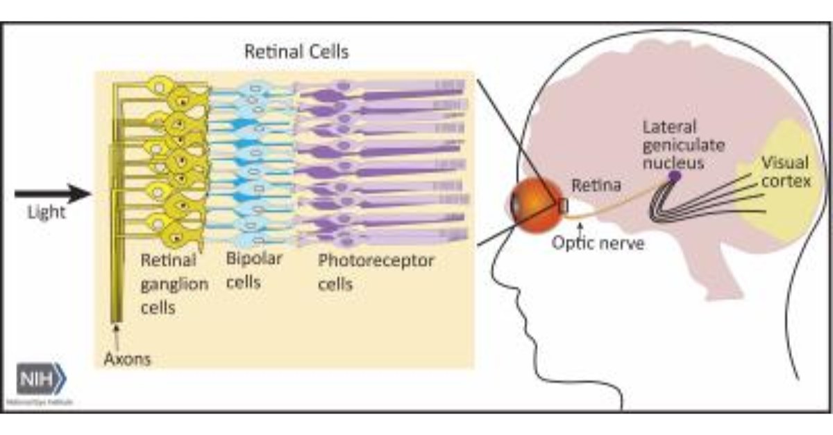 NatEyeInstitute's tweet image. New research shows eye damage changes your brain! 🧠👁️
Therapies to reverse vision loss from retinal diseases or injury may need to target certain brain circuits.
Learn more: brnw.ch/21wUqCQ
#VisionResearch #EyeHealth