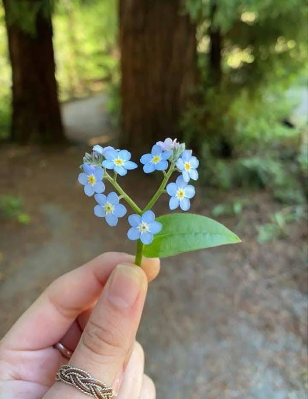 Heart shaped forget-me-nots