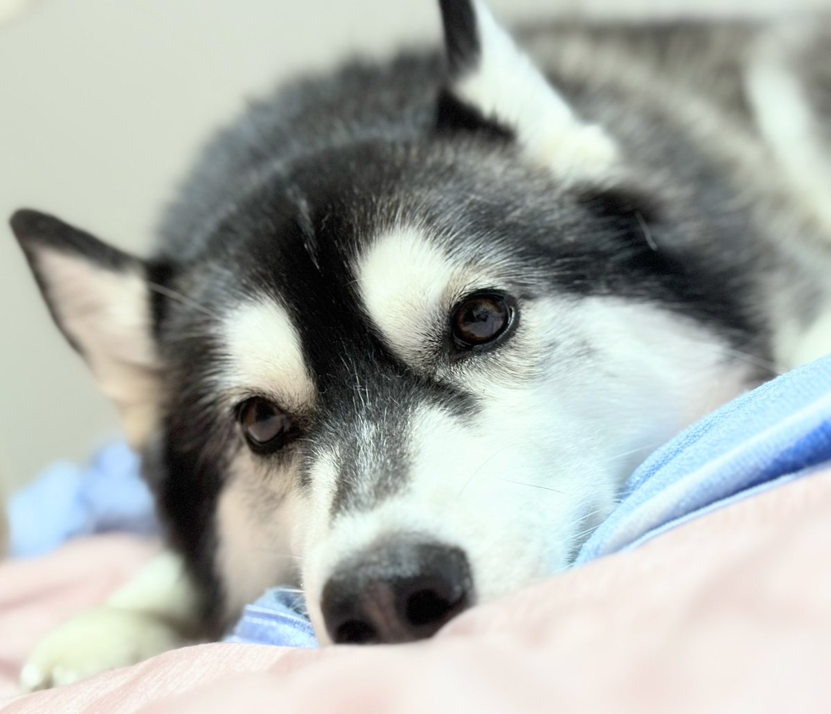 aaacha214's tweet image. 先にお布団で待ってる犬