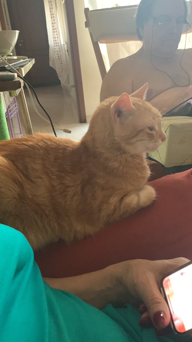 ale_cors9's tweet image. Mizzy appiccicata alla sua umana anche con 35 gradi…#venerdigattini