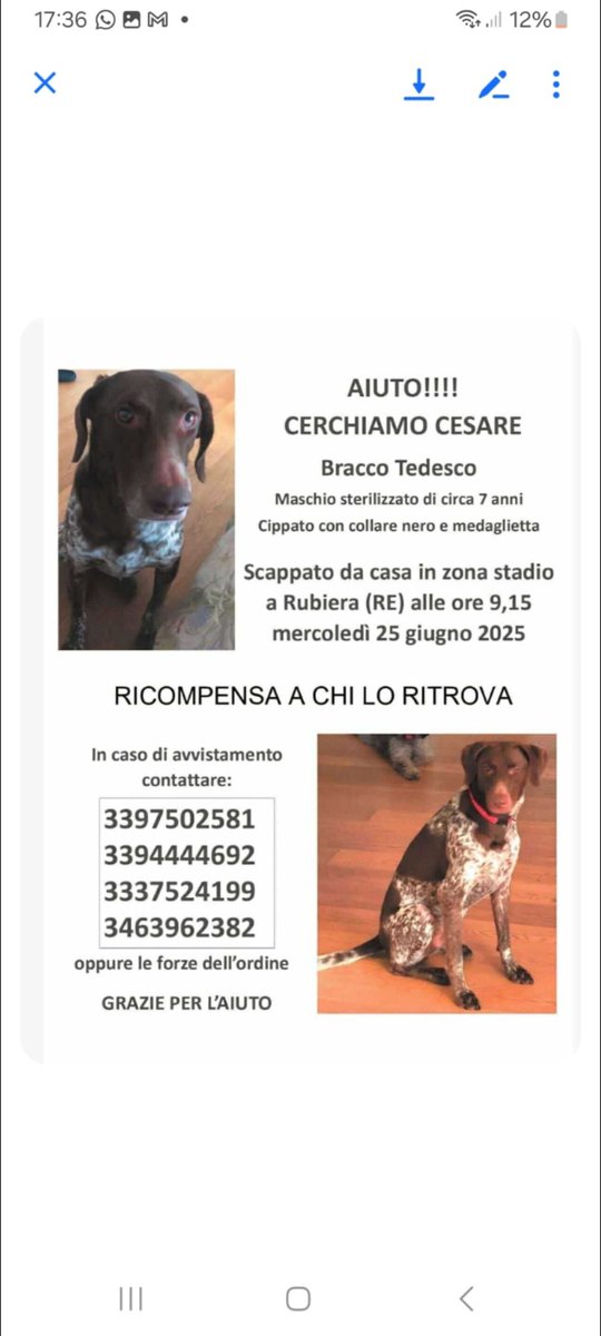 Emilystellaemi2's tweet photo. 🆘🆘🆘🆘🆘CERCHIAMO
CESARE, BRACCO TEDESCO, MASCHIO STERILIZZATO DI 7 ANNI
CHIPPATO CON COLLARE 
NERO E MEDAGLIETTA.
SCAPPATO DA CASA, ZONA STADIO A RUBIERA
(Re) RICOMPENSA A CHI LO TROVA. https://t.co/6PoFzxtJtJ