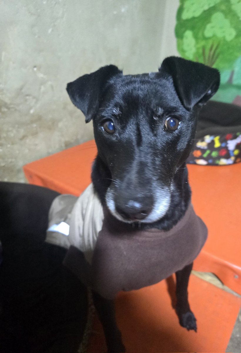 dame_una_pata's tweet image. Amigos solo una persona apoyó a Negrita 
Tenemos varios peques en temporales
La situación es bien preocupante con ellos 
Porfavor colaboremos desde 1 sol
Este es mi Yape 967708944
Rt para llegar a más personas 
Recordemos que ellos fueron rescatados en un estado de abandono