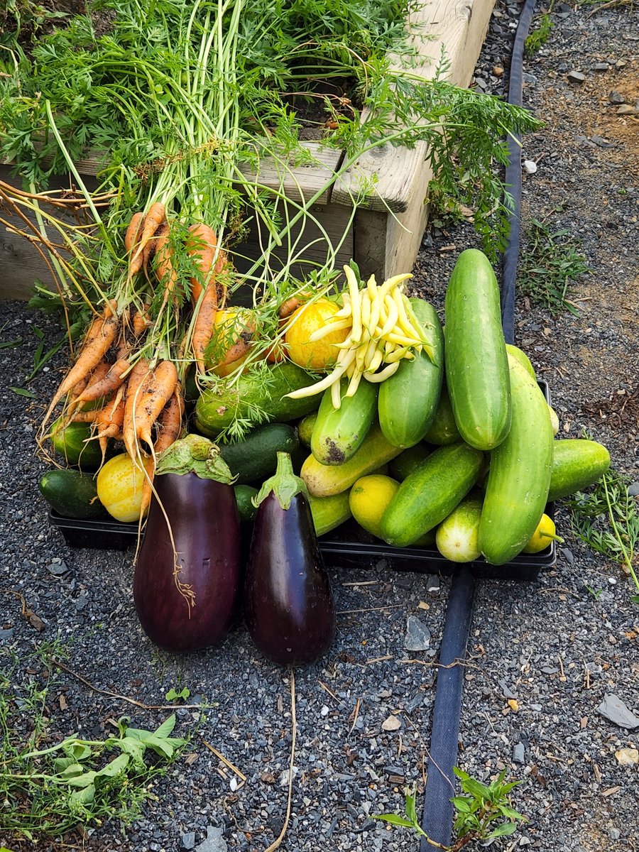 DanJKroll's tweet image. Happy thirty-fifth day of summer to all who celebrate. It's summertime harvest: Carrots, cucumbers, eggplant, beans... next up are a few bushels of potatoes.
🍆 🥒 🥕
#Summer #vegetables #gardens #gardensofinstagram #KrollManor