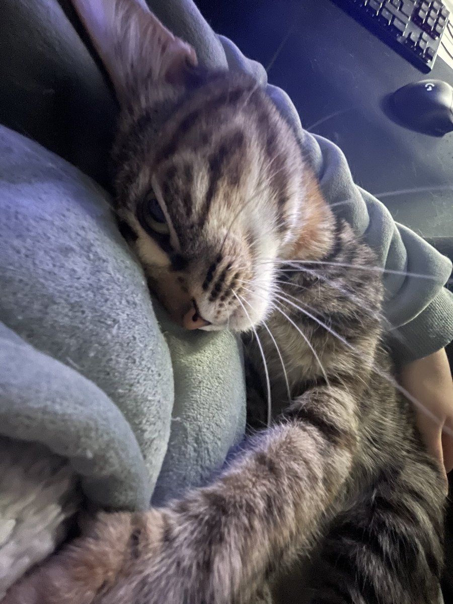 fchloe_'s tweet image. Bonjour Twitter, aujourd’hui j’ai besoin de vous…
C’est la première fois de ma vie que je vais faire ça, mais j’ai vrmt besoin d’aide, on a besoin d’aide.
Ma Joy, 5ans, hyper câline, veut tjrs être bercée comme un bb et reine des ronrons, va mal…