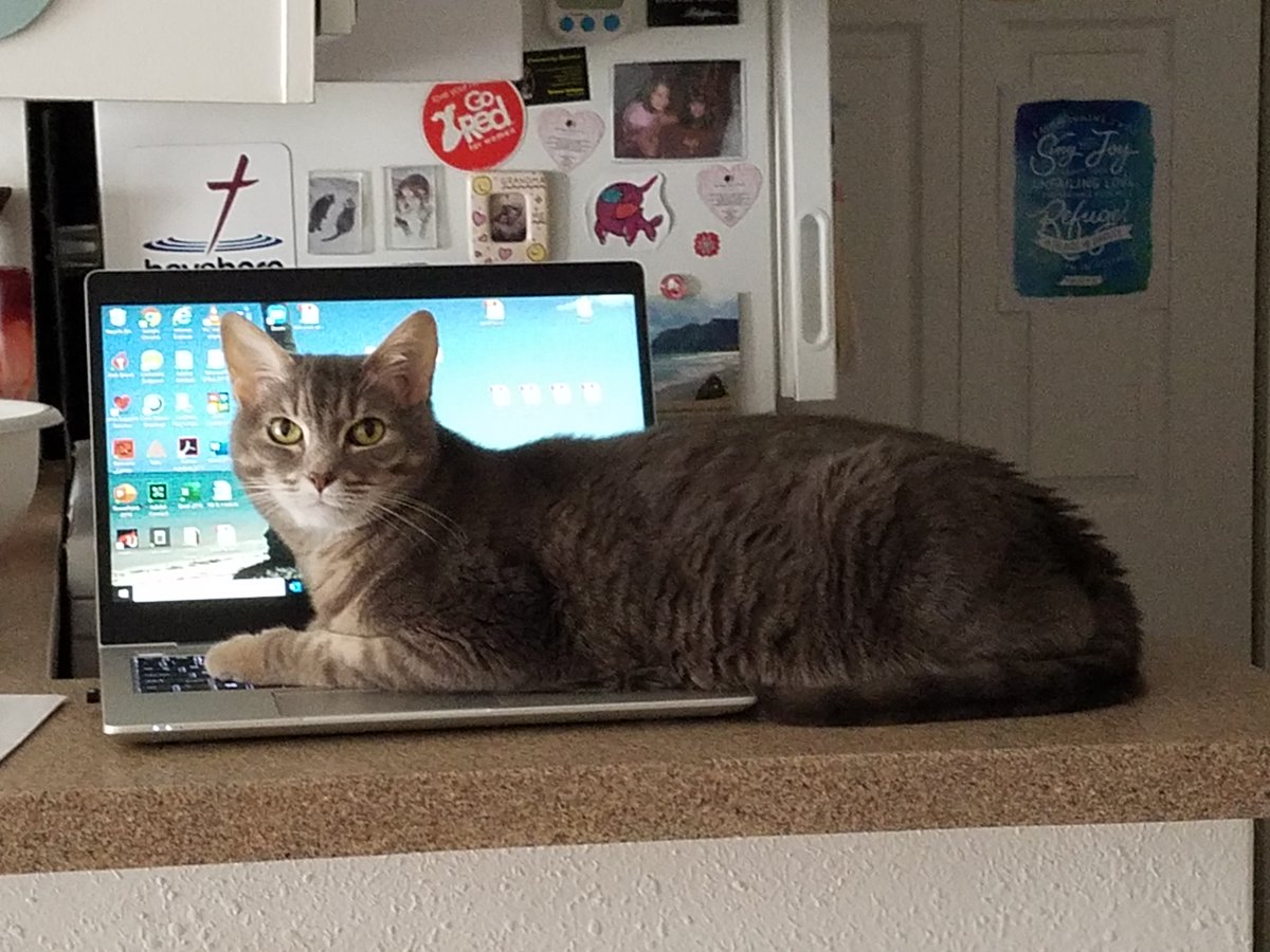 Work stress? Not when your cat’s around. Studies show pet owners have lower heart rates and less stress. Now that’s teamwork! 🐾💻 #bestfriendfridays 

Learn more: spr.ly/6016fGVSu