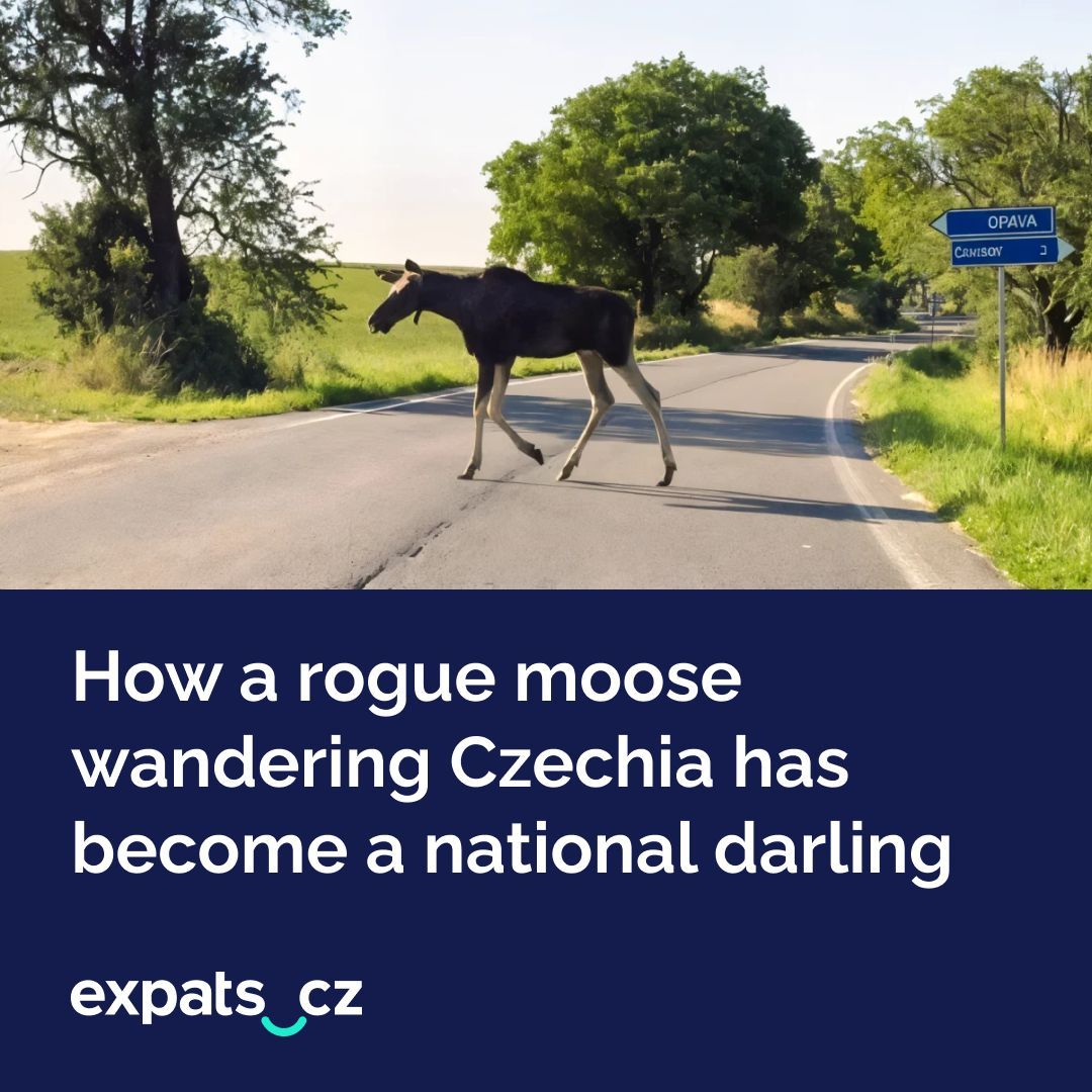 expatscz's tweet image. 🫎 Now almost a cult-like celebrity, the animal has for almost two months been making surprise visits to eastern towns and regions in the country.
📍 His zigzagging path has made him both elusive and oddly predictable.
Read more: expats.cz/r/dlcsp