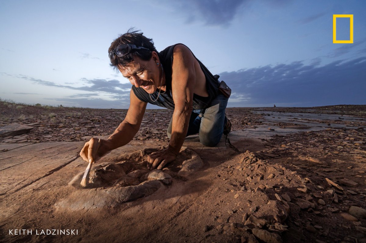 NatGeo's tweet image. The Sahara desert is well-known for its harsh climate, but it's also home to incredibly rich deposits of dinosaur fossils. However, getting those fossils out of the ground in this environment isn't easy. Learn more about this difficult excavation: on.natgeo.com/3TXEJIM