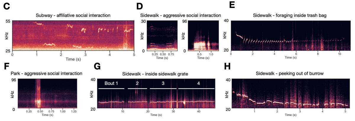 Ralph Emilio Peterson tweet media