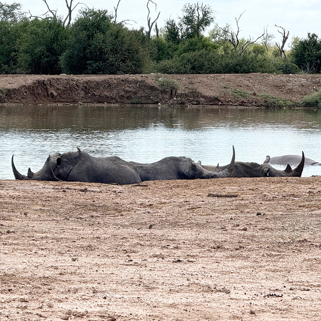 NateyesPhoto's tweet image. A crash of rhinos!!

#rhinos #nature #eSwatini #africa #naturephotographer #wanderlust #traveltheworld