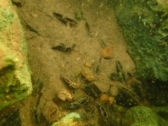 The Jones Center at Ichauway tweet media