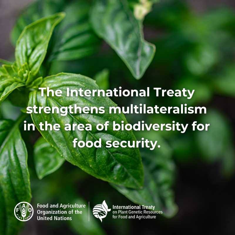 FAOclimate's tweet image. The International @planttreaty strengthens multilateralism in biodiversity for food security, uniting countries to conserve and share plant genetic resources for the future of our food systems.
Read more 👉 bit.ly/4dkk2PO
#ItAllStartsWithTheSeed