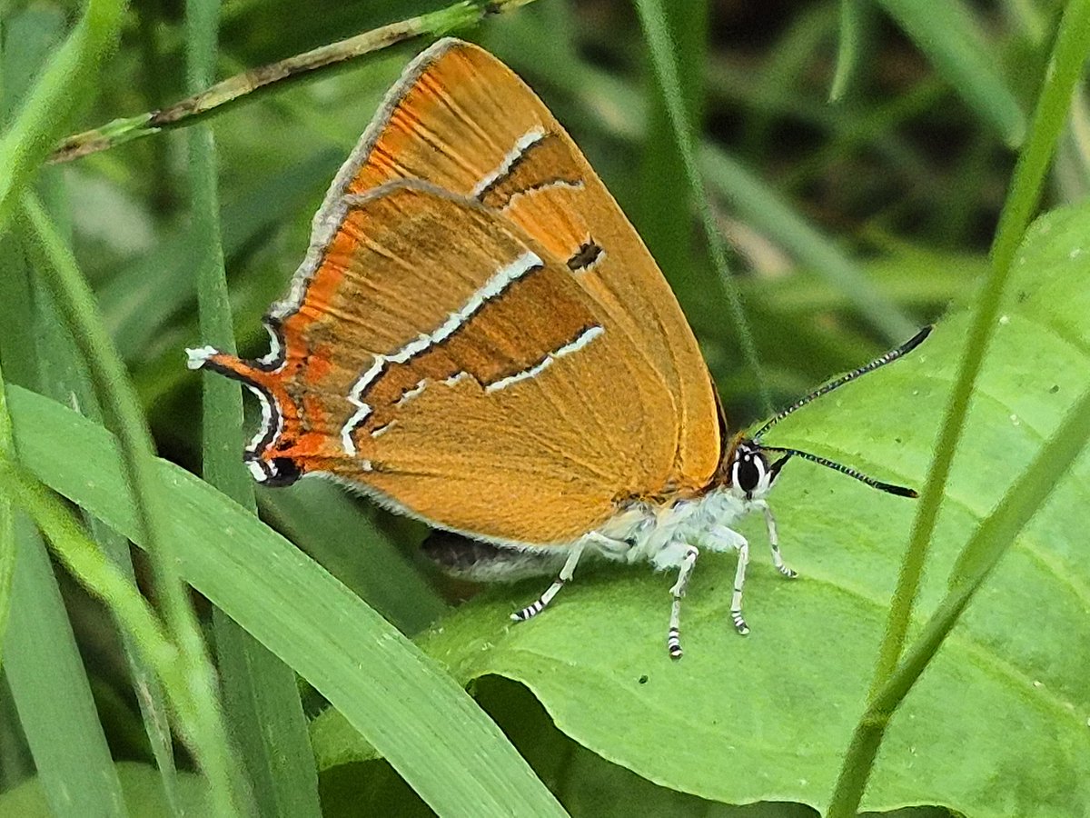 Chiltern Woods (@chilternwoods) on Twitter photo Delighted to get photos of this female brown hairstreak #butterfly on the Cuttle Brook nature reserve in #Thame today <a href="/UpperThamesBC/">BC Upper Thames</a> <a href="/savebutterflies/">Butterfly Conservation 🦋</a> <a href="/TVERC1/">Thames Valley Environmental Records Centre</a> <a href="/RiverThameCT/">River Thame CT</a> Delighted to get photos of this female brown hairstreak #butterfly on the Cuttle Brook nature reserve in #Thame today <a href="/UpperThamesBC/">BC Upper Thames</a> <a href="/savebutterflies/">Butterfly Conservation 🦋</a> <a href="/TVERC1/">Thames Valley Environmental Records Centre</a> <a href="/RiverThameCT/">River Thame CT</a>