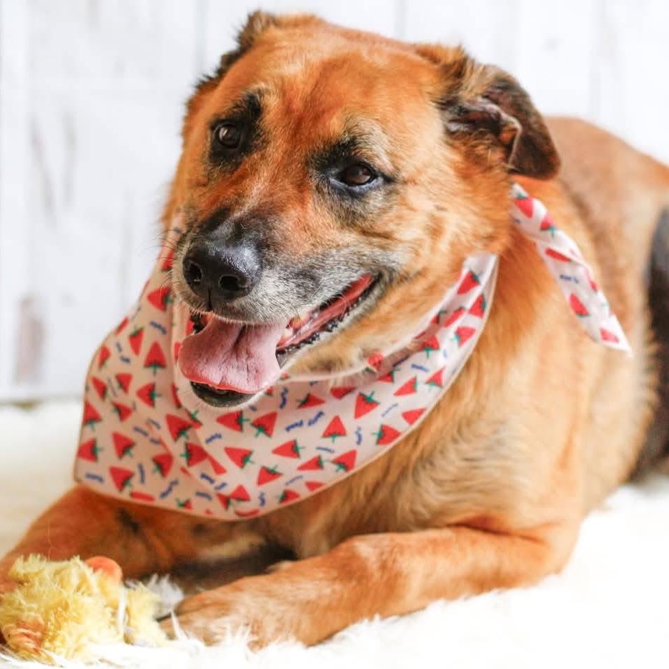 Meet Eddie!

His owner passed away a few months ago and is in foster care with Lucky Pup. He is 8 years old and such a great boy! 

Let’s repost Eddie so he can get adopted!
luckypuprescuesc.com