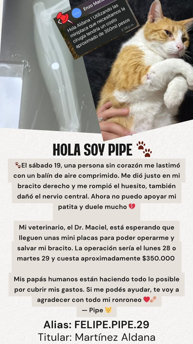 Todos por PIPE 🐈🐱