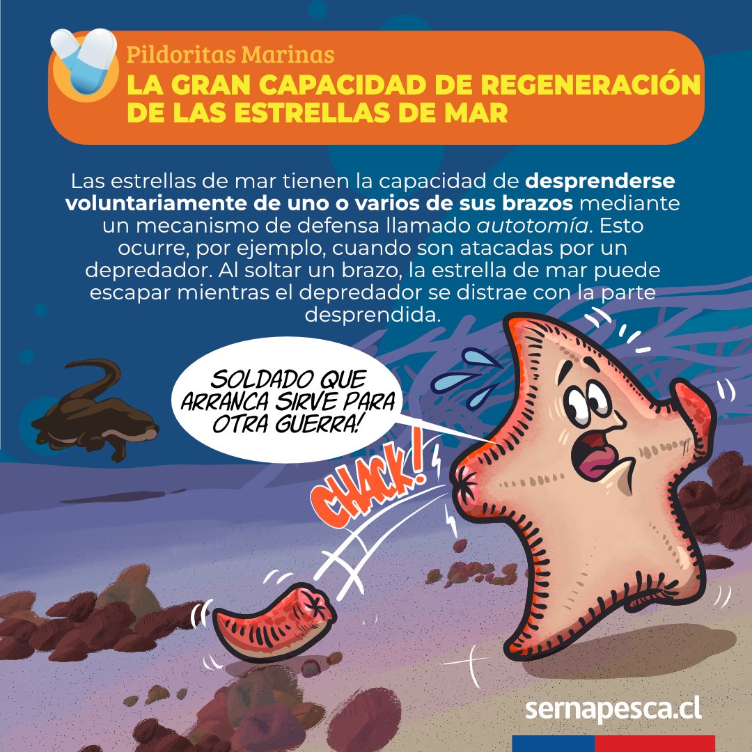 El frío no detiene una de nuestras secciones favoritas: Pildoritas Marinas, donde te contamos datos curiosos del mar, sus recursos y la fauna marina protegida. Hoy traemos una pildorita marina sobre las estrellas de mar ¿lo sabías? ¡Déjanos tu comentario y comparte esta info!.