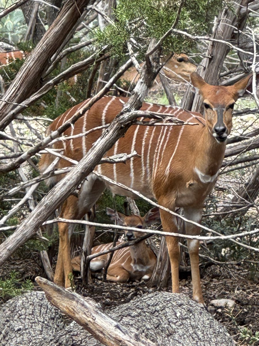 jessup66's tweet image. New baby Nyala