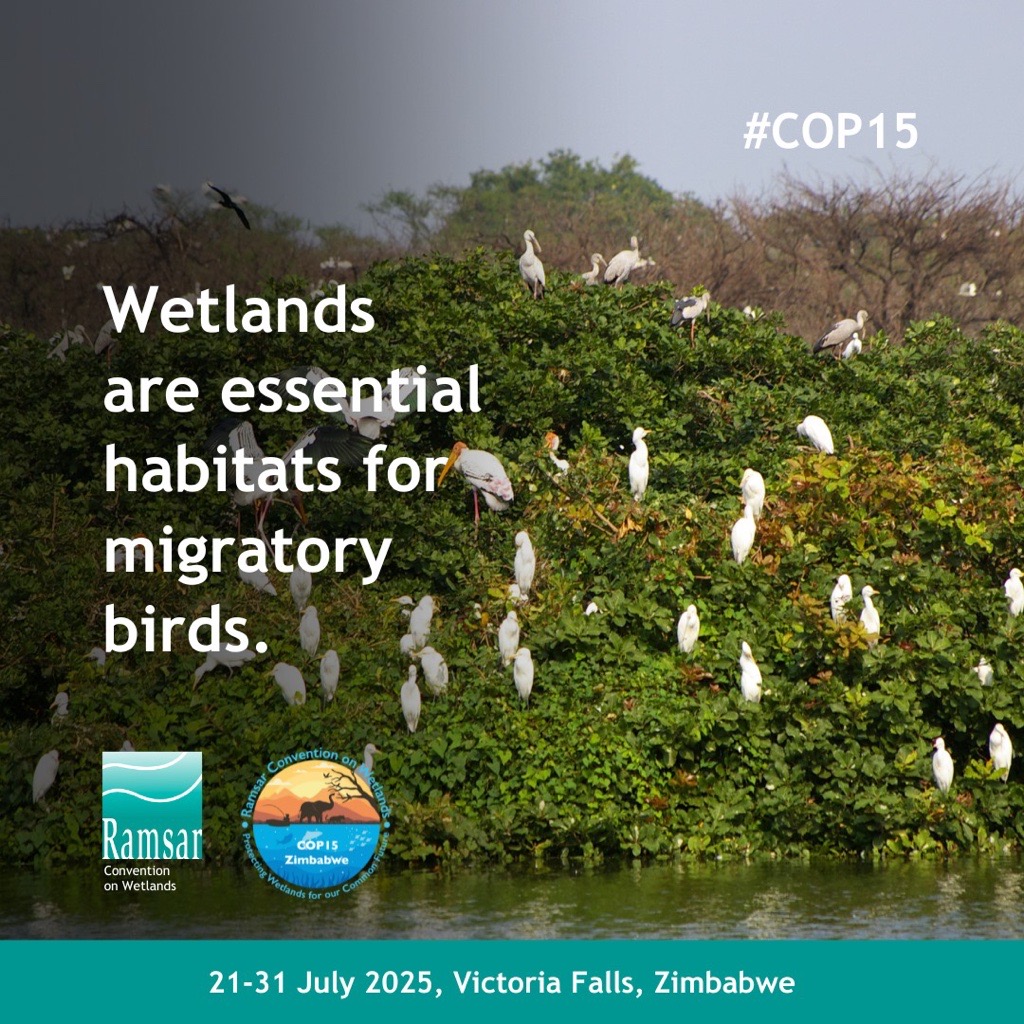 🌱 Migratory birds, wetlands and humans are all part of a delicate, interconnected ecosystem. The rich biodiversity supported by wetlands shapes natural systems and plays a vital role in sustaining the health of our planet.

#WetlandsCOP15 #COP15Zimbabwe

Via <a href="/RamsarConv/">Convention on Wetlands</a>