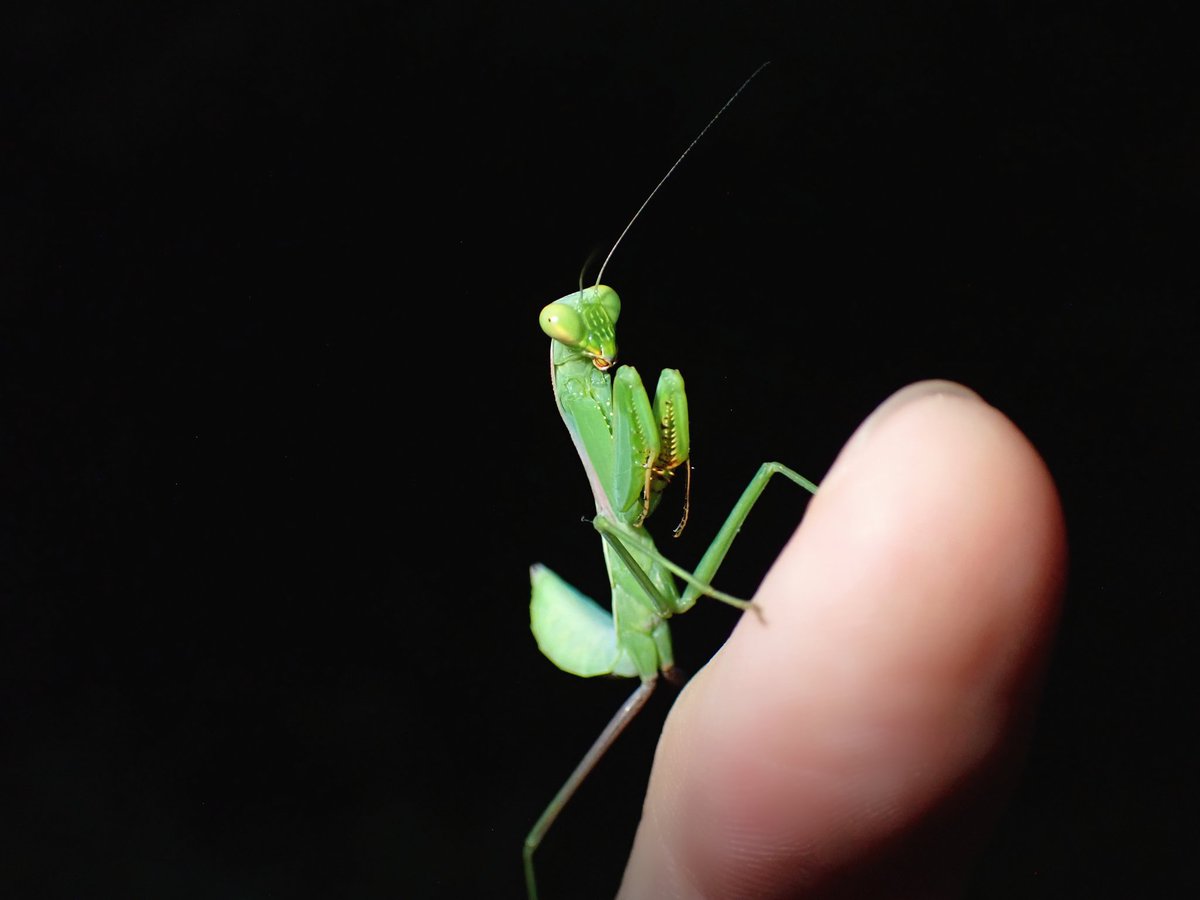 piyo_bug's tweet image. 海外の生き物を日本で放すのはもちろん厳禁ですが、実は日本にいる生き物であっても、生息していた地域以外に放すのは望ましくないです。
生態系のバランスを崩したり、思わぬ影響が出るケースも。
外来種という立場に置かれる生き物が増えないよう、防げるところは防ぎましょう💭
