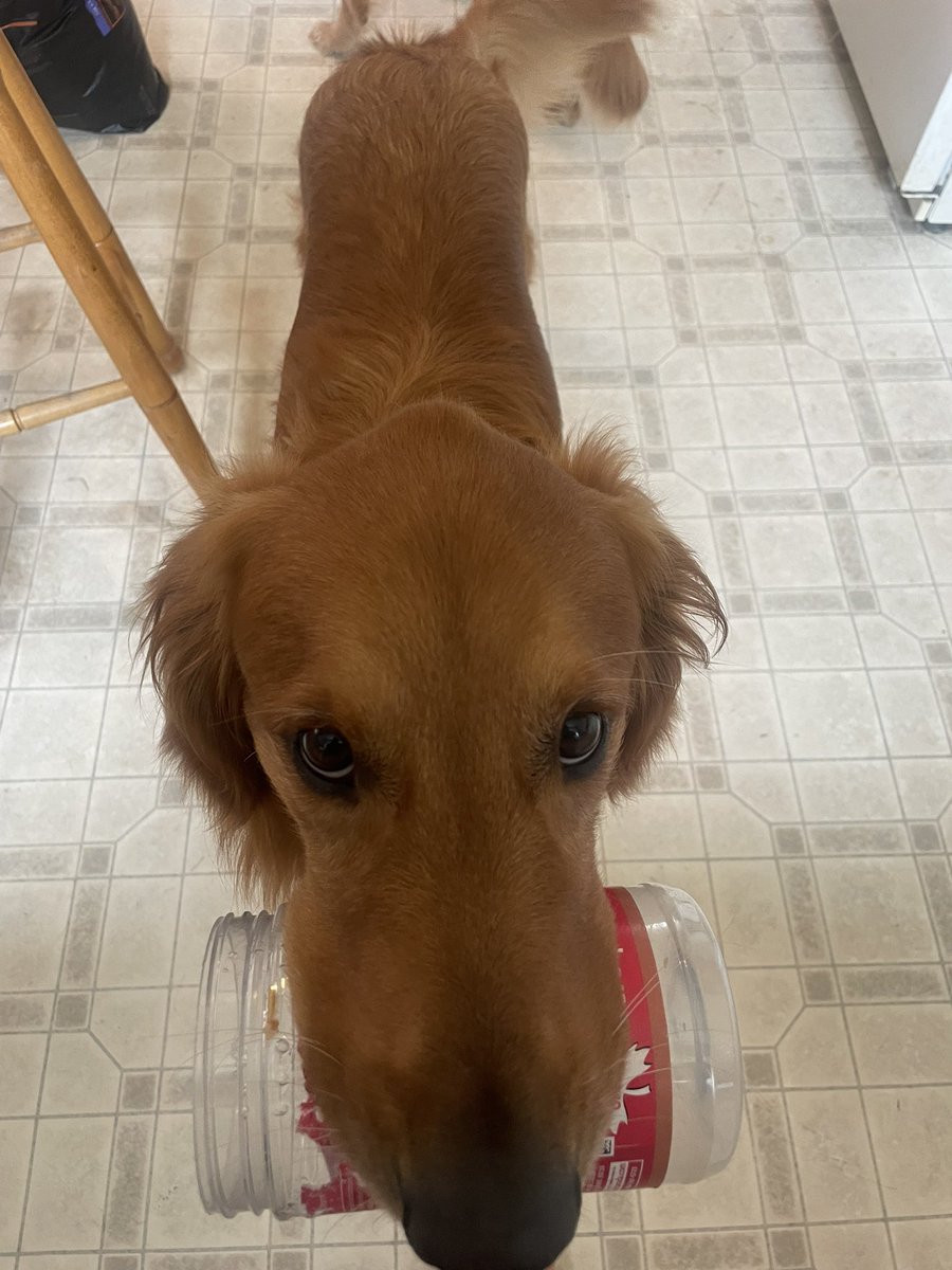RetrievingBucks's tweet image. Every time we finish a peanut butter jar we give it to Briar to lick clean before recycling. Porto gets jealous. Not because he wants peanut butter. He wants the plastic.