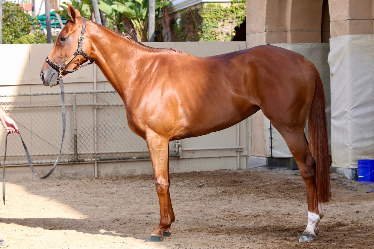 HOW LOVELY (No Nay Never x Kodiva)