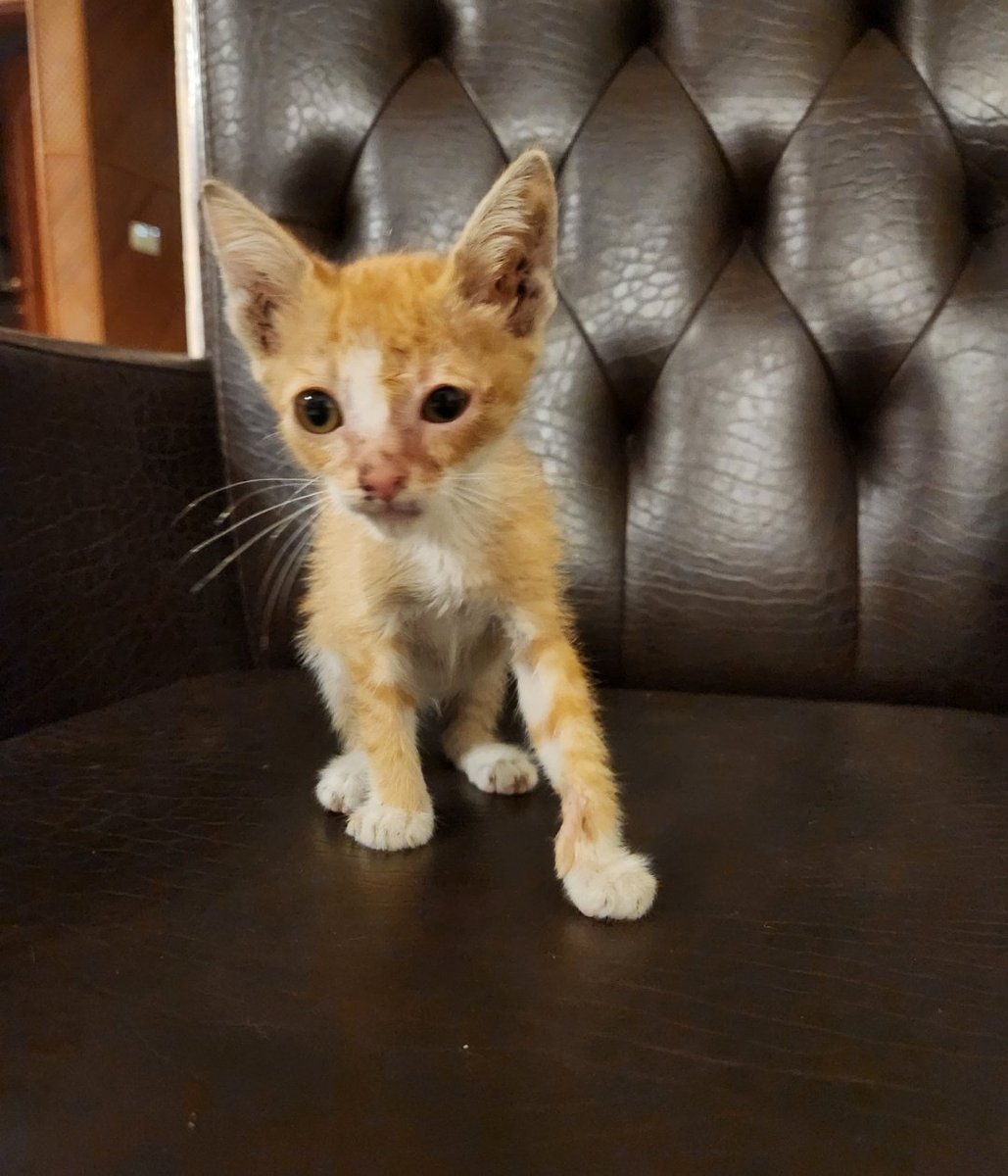 almightykadim's tweet image. My baby
