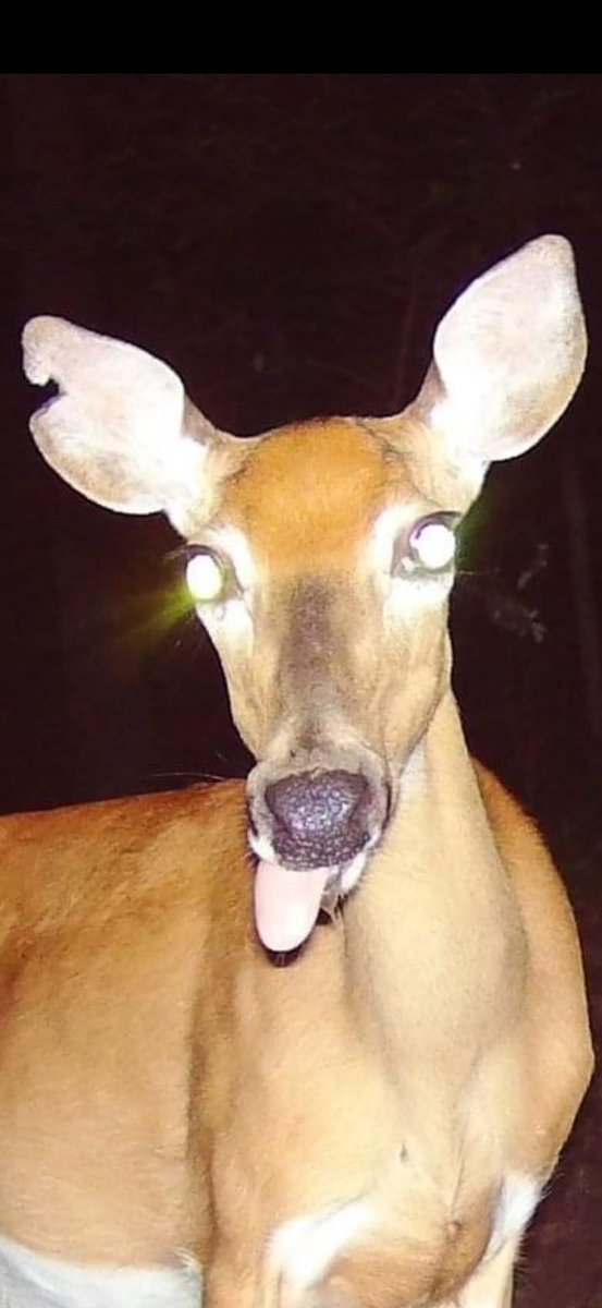 ShitroNorth's tweet photo. POV: what my ring camera sees at 5AM after a night out https://t.co/4T8fIoWQ4b