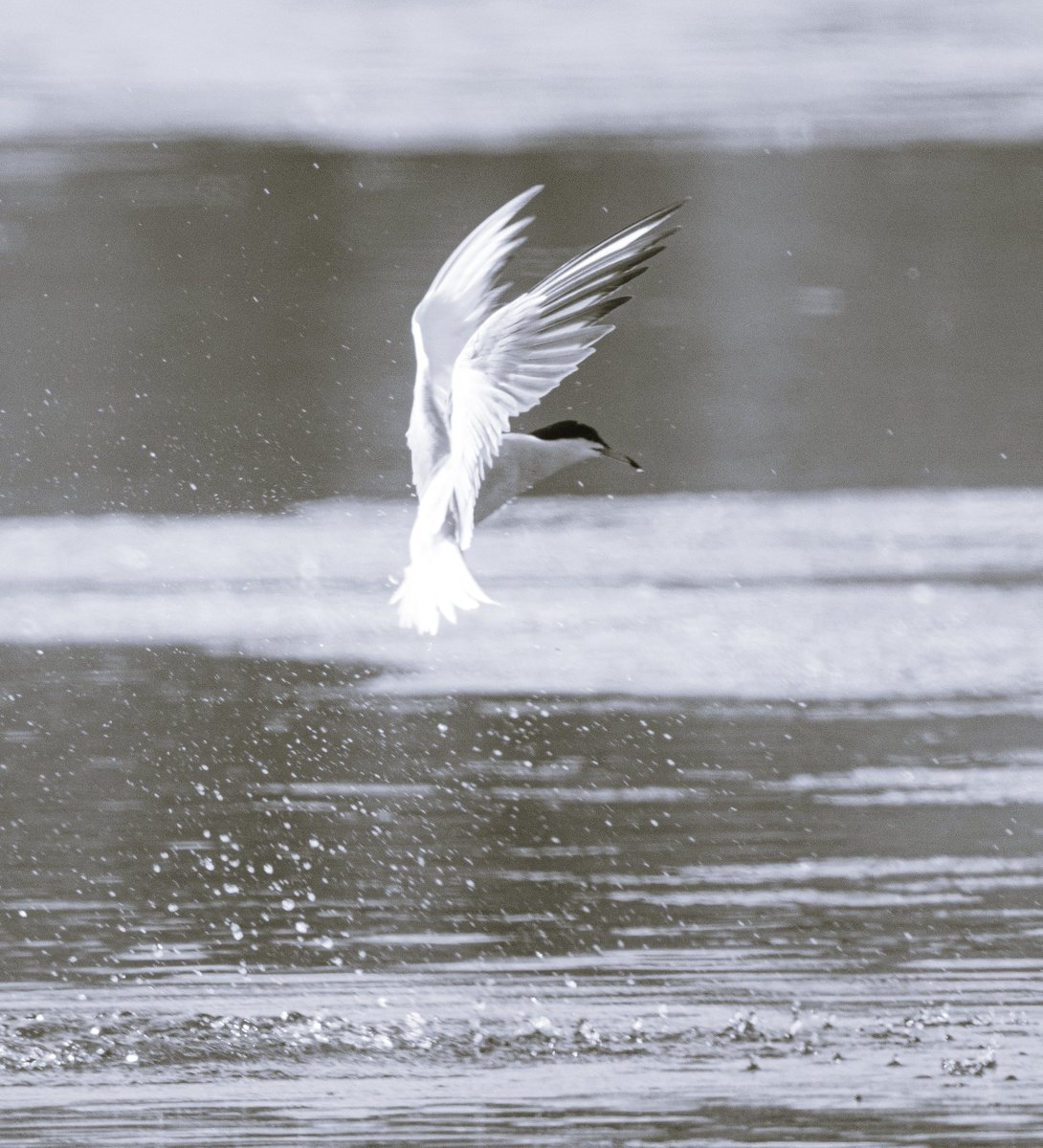 PDKimages (@pdkimages) on Twitter photo When the world gives you diving Terns, early on a Friday morning at <a href="/RSPBAireValley/">RSPB Fairburn Ings and RSPB St Aidan’s</a> , there is only one thing to do........
Happy Friday kids
#Tern #commontern #bird #birdphotographý #diving #oiseau #oiseausauvage #oiseeaux #wildlife #wildlifephotography When the world gives you diving Terns, early on a Friday morning at <a href="/RSPBAireValley/">RSPB Fairburn Ings and RSPB St Aidan’s</a> , there is only one thing to do........
Happy Friday kids
#Tern #commontern #bird #birdphotographý #diving #oiseau #oiseausauvage #oiseeaux #wildlife #wildlifephotography
