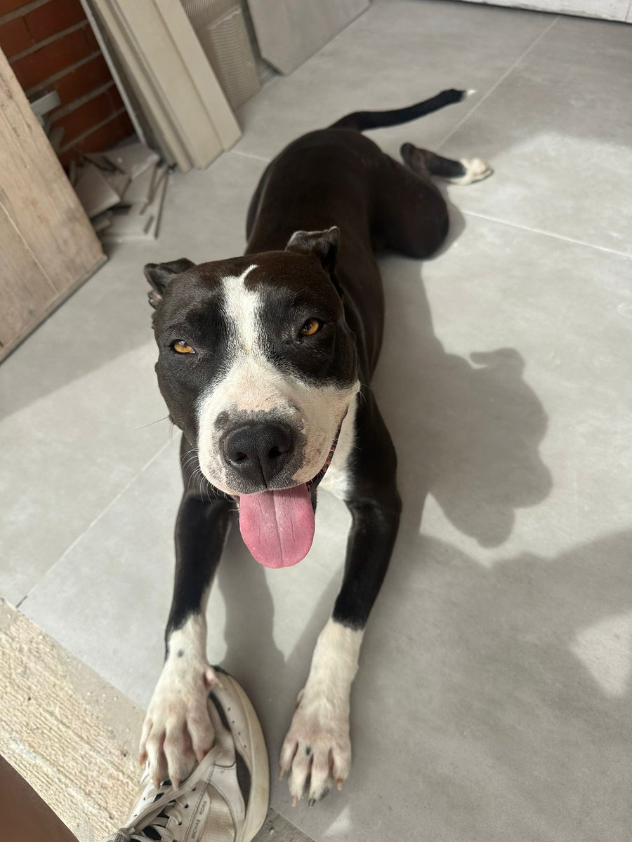 VidasSos's tweet image. 🔴 #URGENTE| #GALA  DESAPARECIDA el 24/7 en #LaPobla (#valencia) . Puede estar en cualquier lugar. 

Dada en adopción hace 1 mes y la familia quería irse de vacaciones y no colabora .Casualmente ayer desapareció 😢. 
🔊 🔊  máxima difusión ! 

#tourrtve25j #santiago…