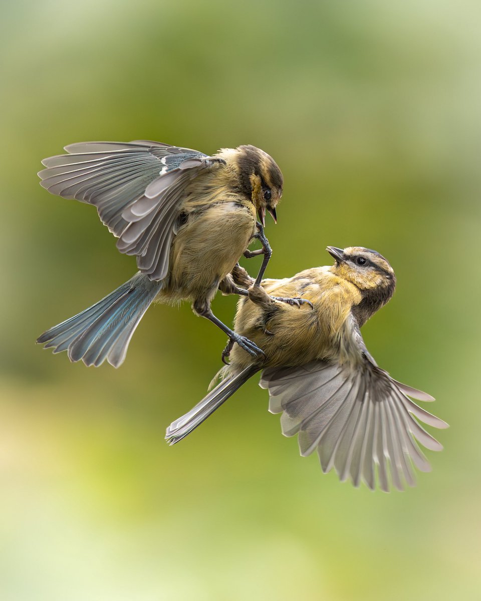 Paul__Browning_'s tweet image. This is for all the parents out there dealing with the school summer holidays and squabbling siblings ! 

These are young Blue Tits and my favourite style of photo to take.. 
I do love some action !  
@Natures_Voice 
#WildlifePhotography