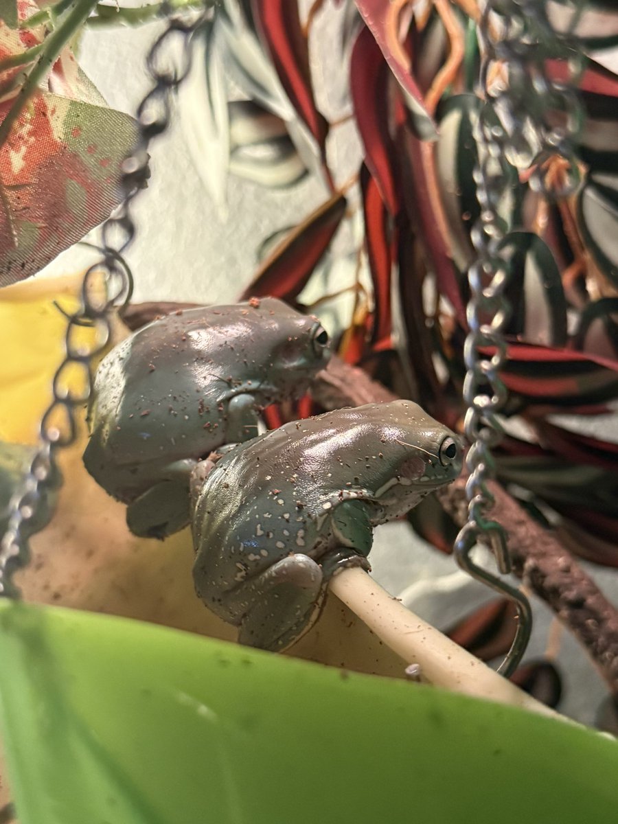 mydarlingmayvt's tweet image. every morning i look and see what my froggies are up to
today i saw this, maki and dumpling are friends now 🥹