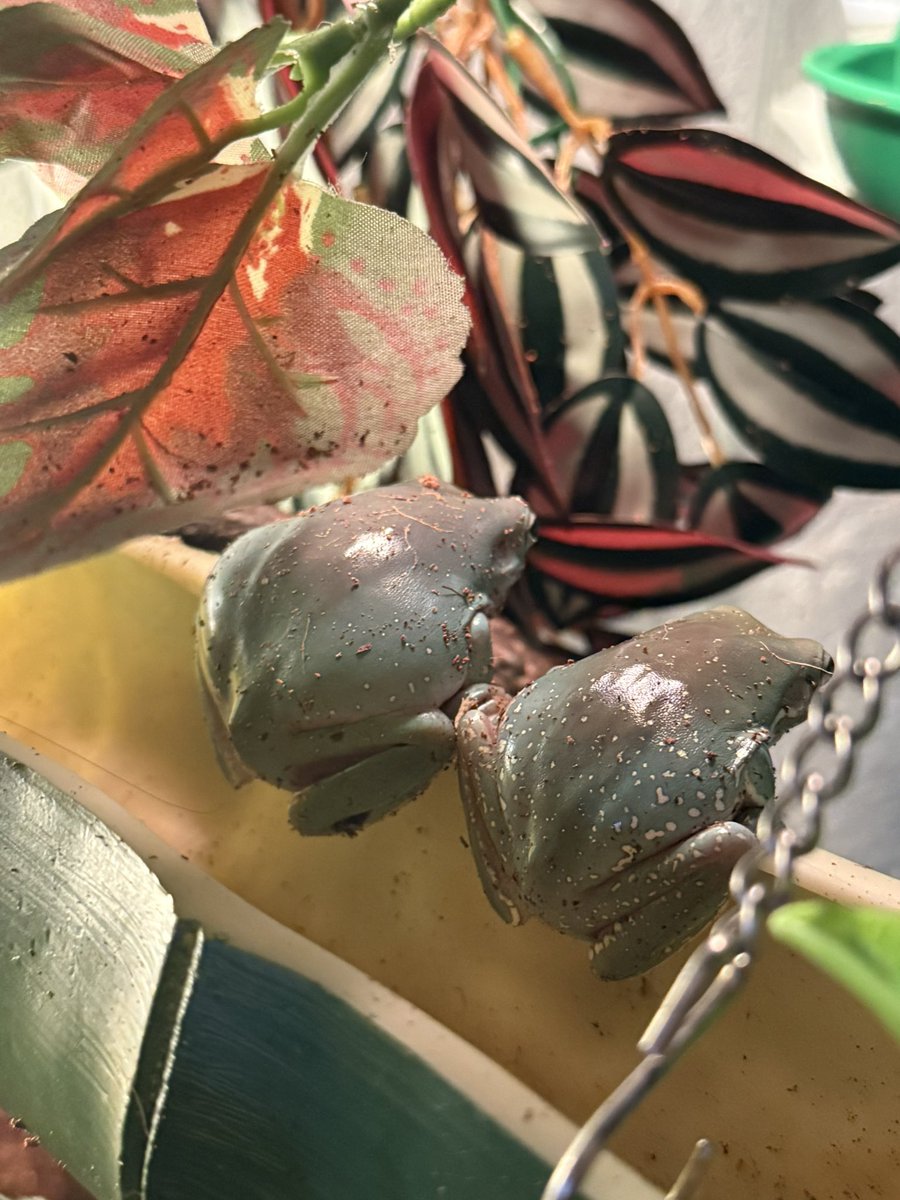 mydarlingmayvt's tweet image. every morning i look and see what my froggies are up to
today i saw this, maki and dumpling are friends now 🥹