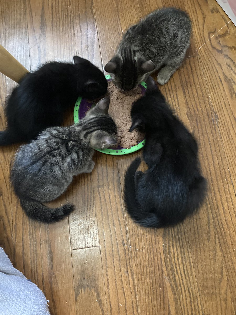 Must. Not. Become. A. Foster. Fail.