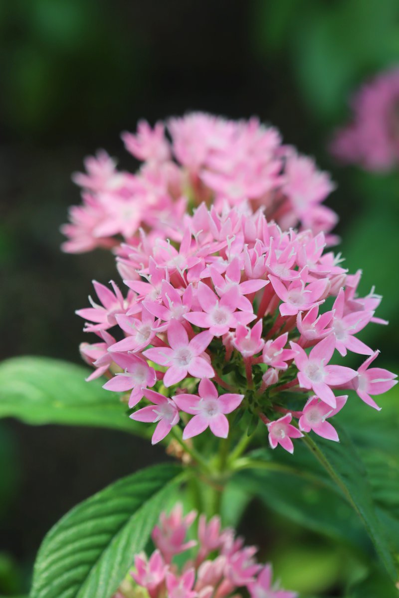 MaririnSiga's tweet image. おはようございます

公園花壇にペンタス
沢山咲いてたけど暑さにも強い花のようですね
#ペンタス