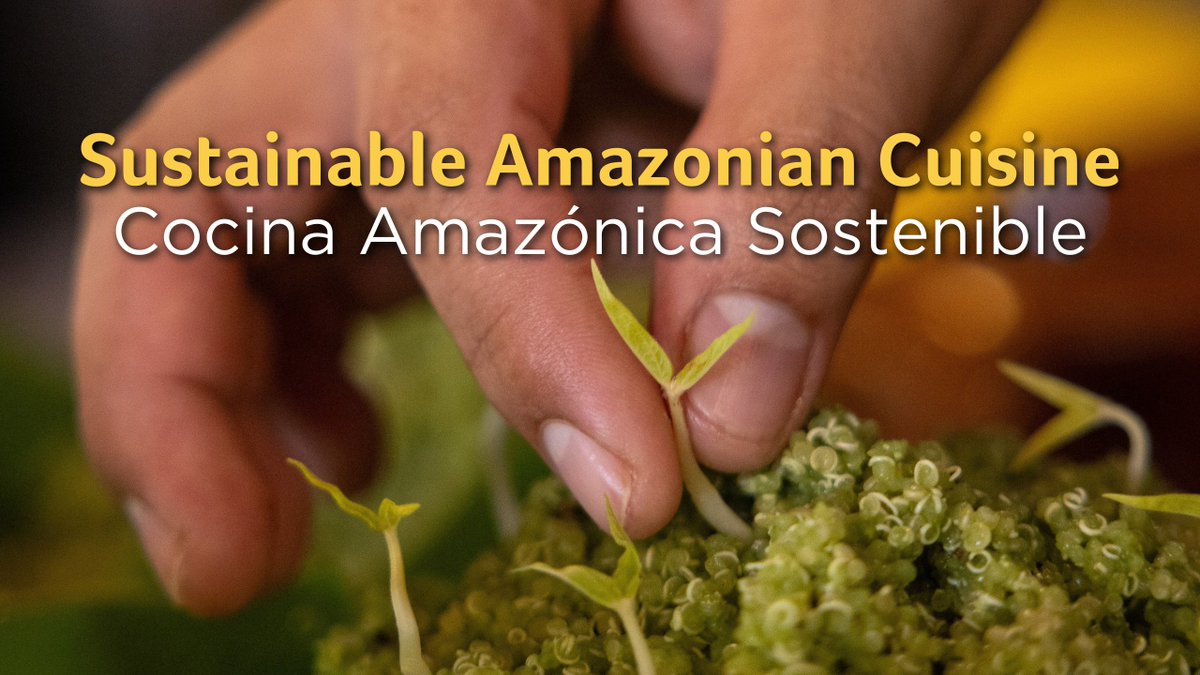 Discover our journey toward a truly sustainable cuisine 

We show you how sustainability, biodiversity and local culture come together in a unique Amazonian food tradition

Watch now ▶️ youtu.be/jkicGGQPA_4?si…

#amazoniancuisine #sustainablecuisine
