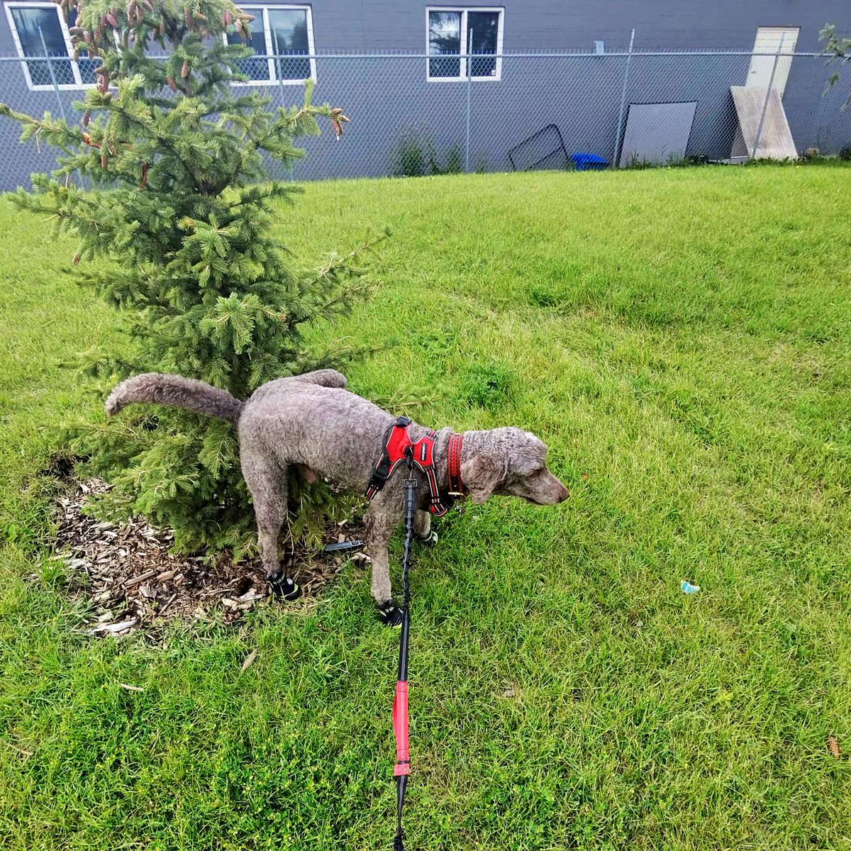Ryan_the_Spoo's tweet image. Sooo this little tree got a gift from me! #spoo #spooinboots #spooper #bushpoop