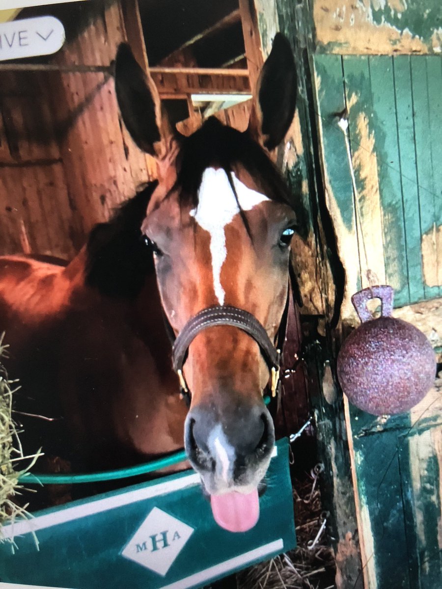 coloneljen's tweet image. Racing Peeps: here’s my 5 yo NY bred Clover Street. Just retired her. At Hennig barn her groom misses her. But happy to have baby sister Money Lane. Please thank the grooms. And let them walk horses into winners circle. And have names on win pix.