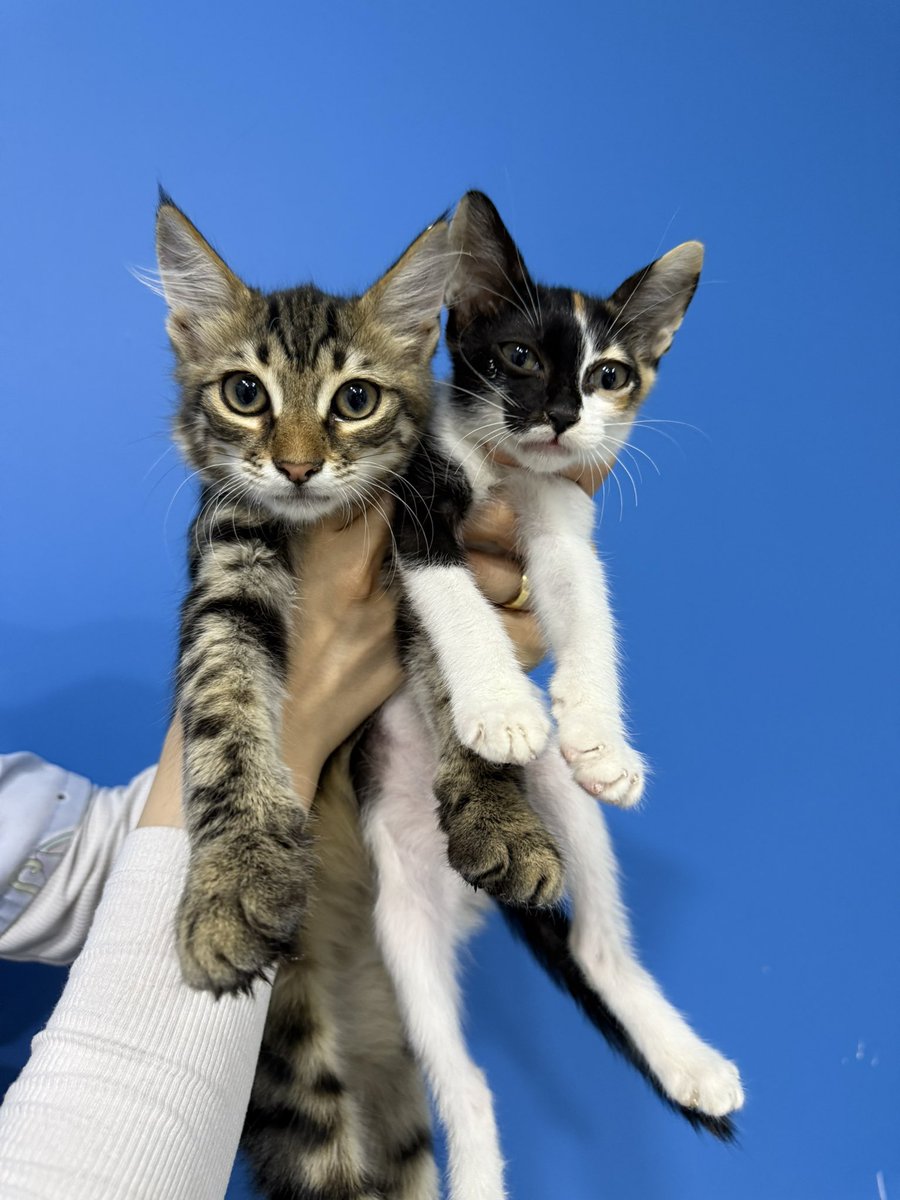 Bu kardeşler yarın sokağa dönüyor. Belki şansları döner bu gece🙏

Onlara bu gece güzel bir yuva bulamaz mıyız✨