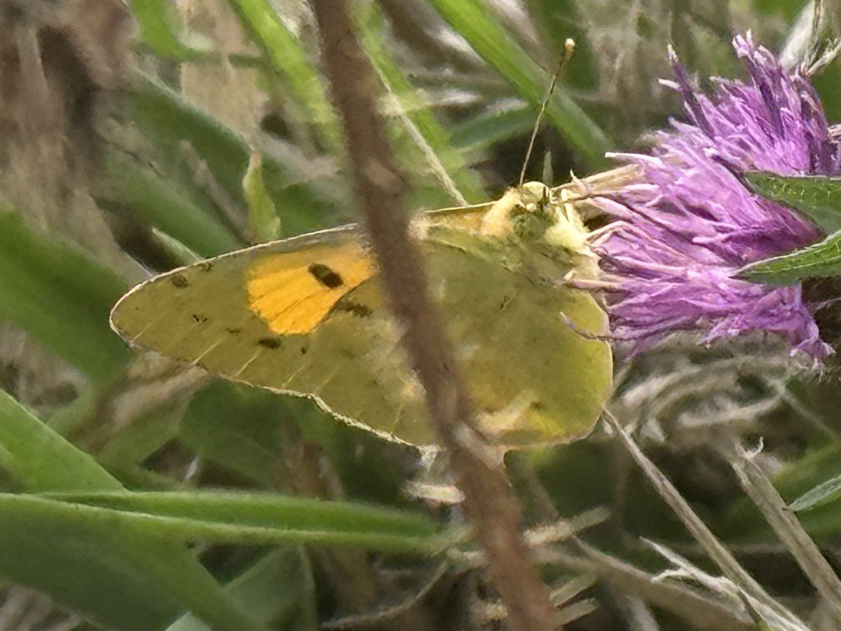 EdBirder's tweet image. Clouded Yellow on Chobham Common this PM, my first for the site @TBHPartnership @savebutterflies