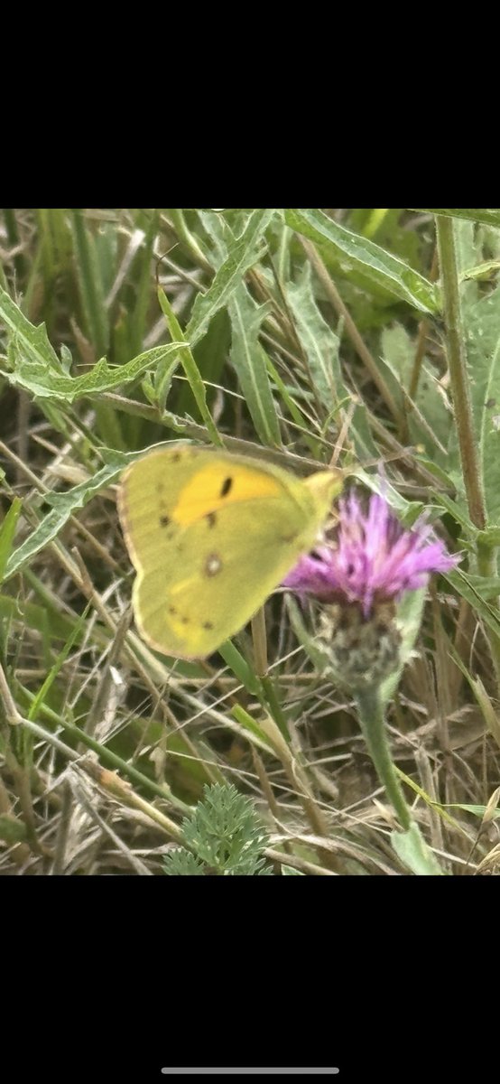 EdBirder's tweet image. Clouded Yellow on Chobham Common this PM, my first for the site @TBHPartnership @savebutterflies